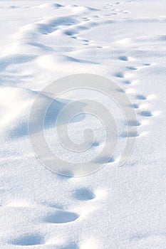 Lonely drifted tracks on white snow