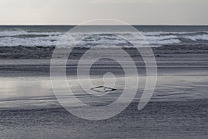 Lonely driftwood, a branch is stuck in a tidal pool at the beach