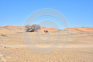 Lonely dromedary in the desert