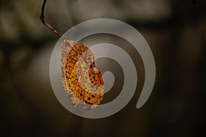 Lonely dry autumn leaf on a branch.