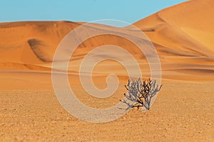 Lonely dry bush on a background of golden sands in the Namib desert