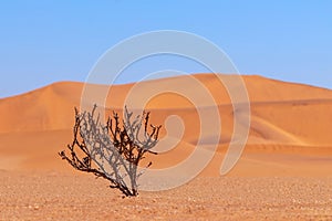 Lonely dry bush on a background of golden sands in the Namib desert