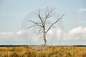 Lonely dry dead tree in field