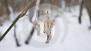 Lonely dry leaf sways in the wind on a tree branch in winter forest winter snow nature landscape
