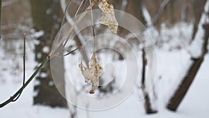 Lonely dry leaf sways in the wind on a tree branch in the winter forest winter snow nature landscape