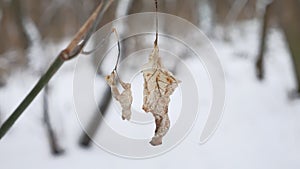 Lonely dry leaf sways in the wind on a tree branch in winter forest winter snow nature landscape