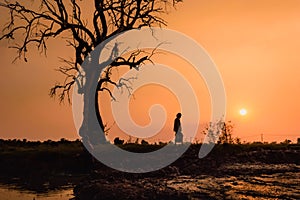 Lonely dry old tree on sunset. Tay Ninh province, Vietnam.