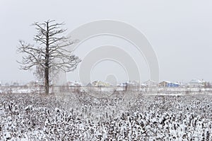 Lonely dry pine tree in snowy field