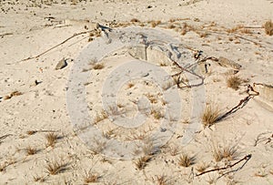 Lonely dry plants against a background of light sand. Dejection and abandonment. Sad mood. Remains of rusty fittings.