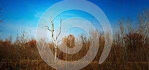 Lonely dry spring tree in the bush sometimes