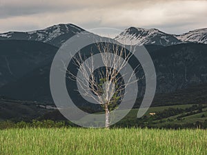 Lonely dry tree on the alpine meadow
