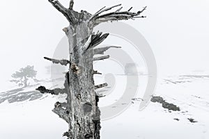 Lonely dry tree. Car with lights on in the background. Foggy winter mountain forest