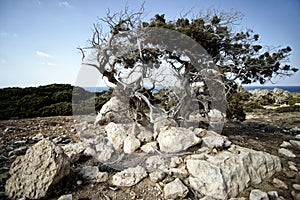 Lonely dry tree in Cyprus