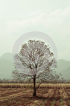 Lonely dry tree in field