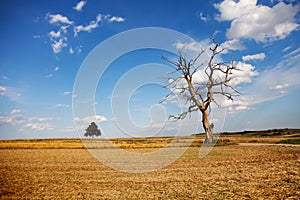 Lonely dry tree on the field. Still life. Climate effects. Climate warming and light rain