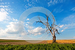 Lonely dry tree on the field. Still life. Climate effects. Climate warming and light rain