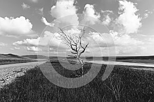 Dry tree near the road