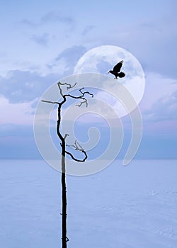 Lonely dry tree and raven against the background of the moon. Sunset landscape in a minimalistic style.