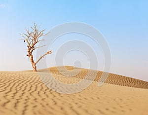 Lonely dry tree in sand desert