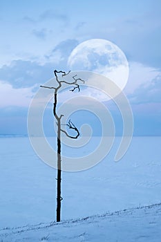 Lonely dry tree at sunrise and moon. Landscape in a minimalist style. Lake Baikal. Russia.