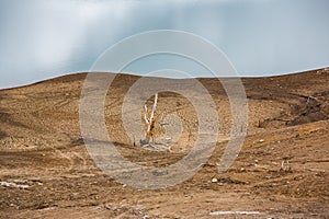 Lonely dry tree surrounded by hills. Aridity, desert. photo