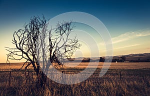 Lonely dry tree. Toning effect