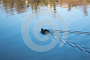 Lonely Duck swimming in the River