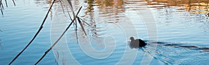 Lonely Duck swimming in the River and Reeds