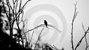 A lonely eagle bird stands on a branch.