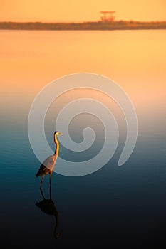 Lonely egret at sunset