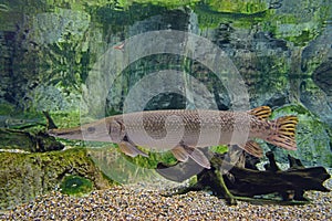 A lonely but elegant alligator gar swimming in clear water