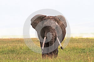 Lonely elephant close-up. Inside the crater of Ngorongoro. Tanzania, Africa photo