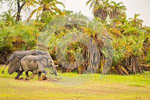 Lonely elephant in a palm oasis in Amboseli