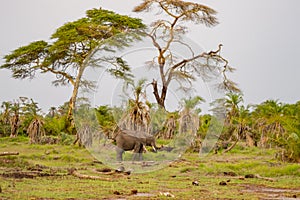 Lonely elephant in a palm oasis in Amboseli