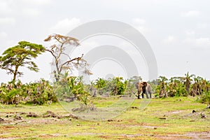 Lonely elephant in a palm oasis in Amboseli park