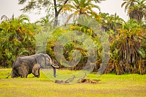 Lonely elephant in a palm oasis in Amboseli park