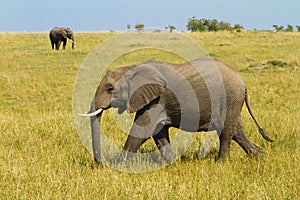 A lonely elephant walking on Masai Mara