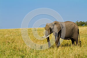 A lonely elephant walking on Masai Mara