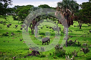 lonely elephant walks in the savannah next to trees, Uganda Safari