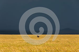 A lonely elephant wandering through the Masai Mara while a thunderstorm begins