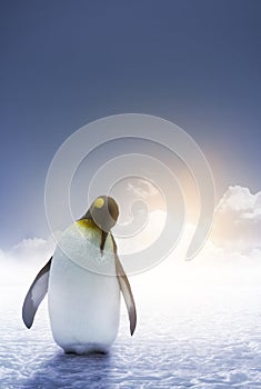 Lonely Emperor Penguin sunrise