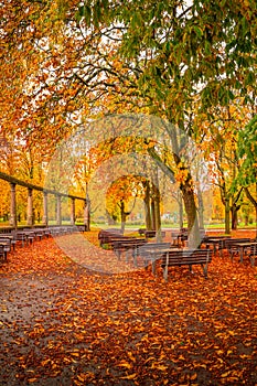 Lonely empty benches under old chestnut trees and old columns with fallen red and orange leaves in the city park in Autumn colors