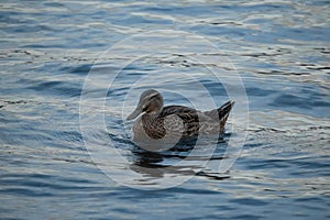 A lonely eye-stripe grey duck, P?rera, swims in Lake Wanaka, Otago, New Zealand during the summer after the breeding season