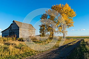 Lonely Fall Colors tree in the prairies of Alberta, Canada