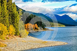 Lonely fall colours in Kananaskis Country