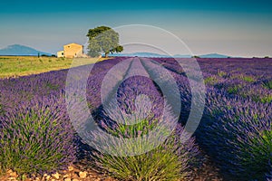 Lonely farm house on the lavender field in Provence, France