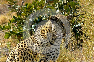 Lonely female leopard waits quiet over a hill looking for her pray in Pom-Pom Island private game reserve, Okavango delta