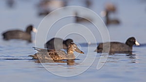 Lonely Female Northern Shoveler Among Coots