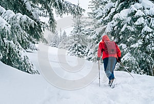 Lonely female trekker dressed red jacket with trekking poles walking by snowy slope with fir-trees covered snow in Low Tatra