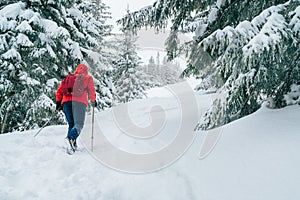 Lonely female trekker dressed red jacket with trekking poles walking by snowy slope with fir-trees covered snow in Low Tatra